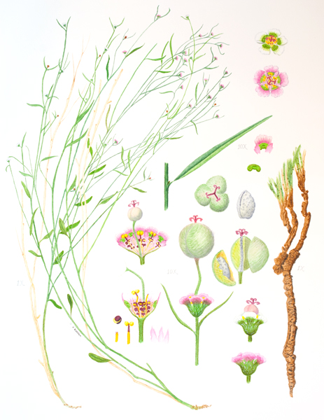 Euphorbia aaron-rossii