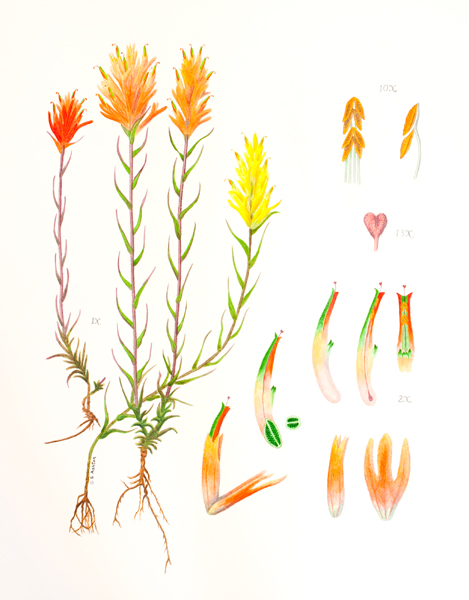 Castilleja kaibabensis