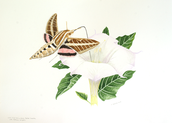Moth