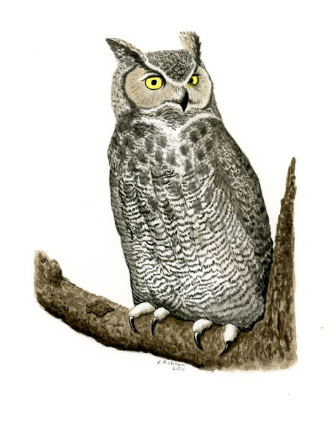 GreatHornedOwl