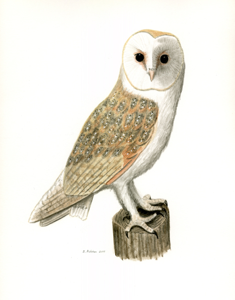 BarnOwl
