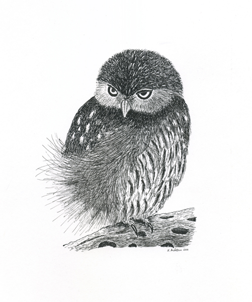 Pygmy Owl