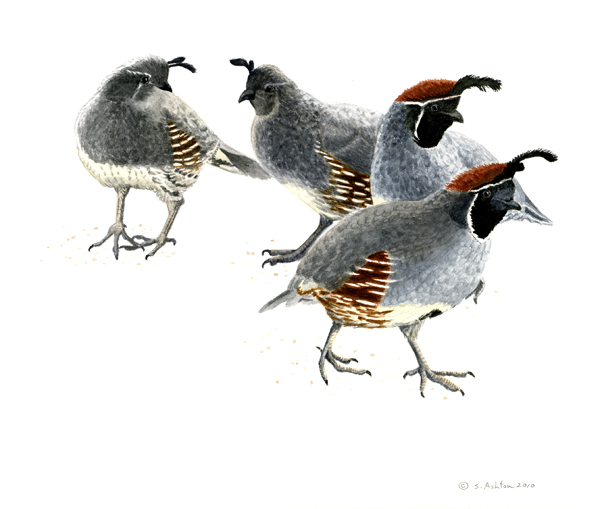 Quail