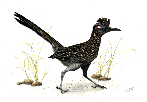Road Runner