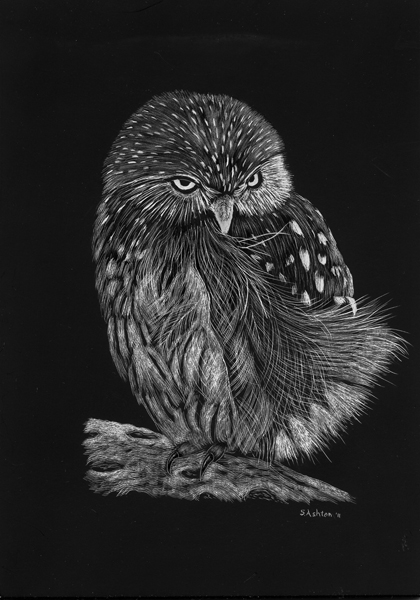Owl