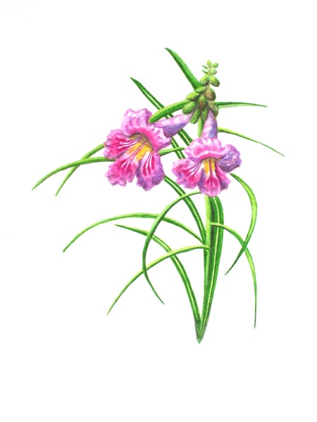 Picture 20