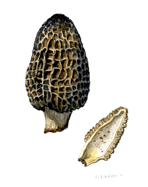 Morels