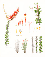 Ocotillo