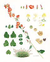 Globe Mallow