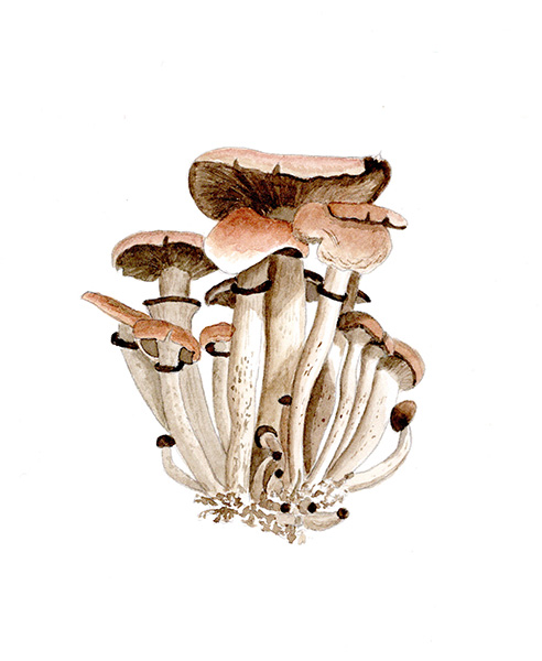 Mushroom
