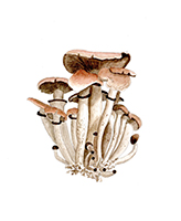 Pioppino Mushrooms