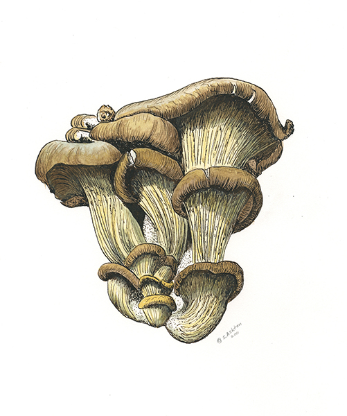Mushrooms