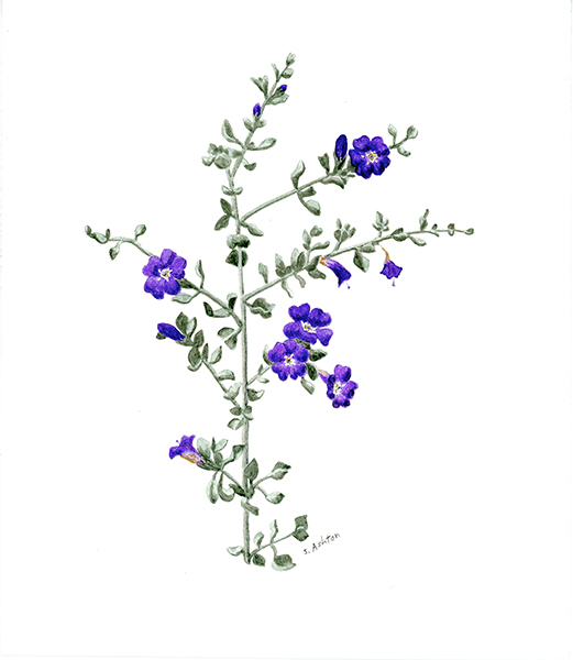 Violet Silverleaf Sage