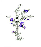 Violet Silverleaf Sage