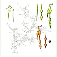 Foothills/Littleleaf Paloverde