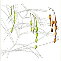 Mexican Palo Verde/Jerusalem Thorn