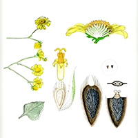 Brittlebush